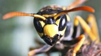 Arı İlaçlama: Zararlıları Kontrol Altında Tutun